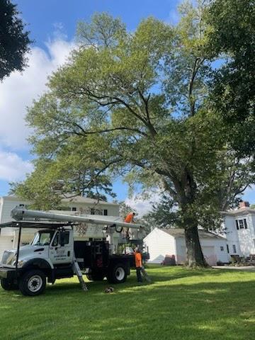 Top Flight Tree Service LLC