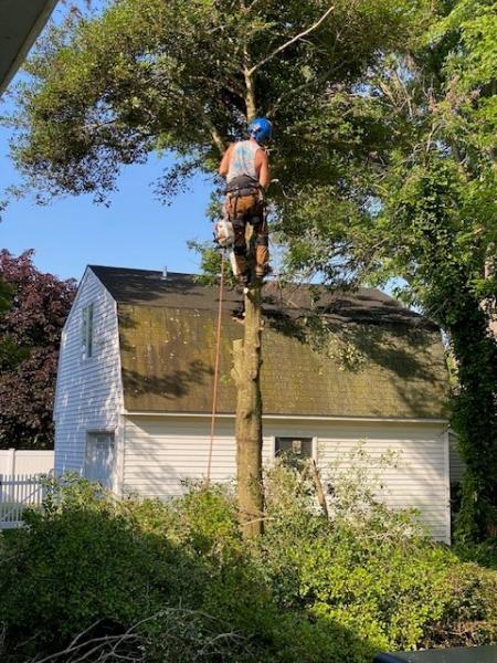 Tall Feller LLC