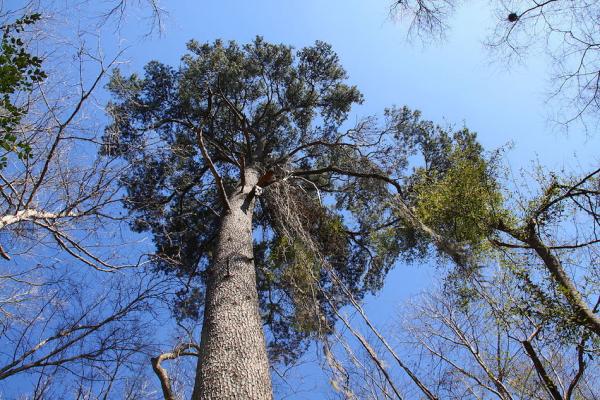 Ocala Tree Service