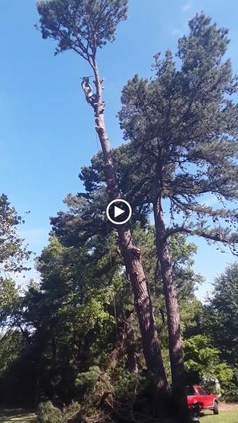 Triple J Tree Service
