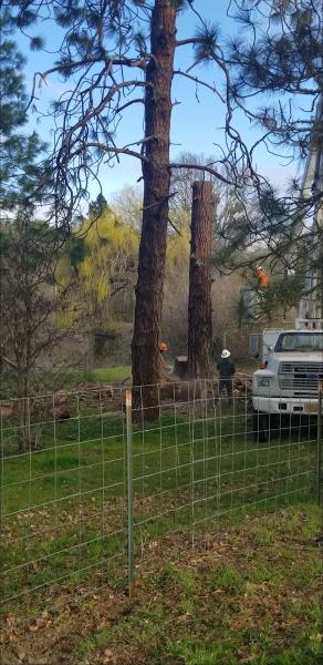 Rogue Tree Service