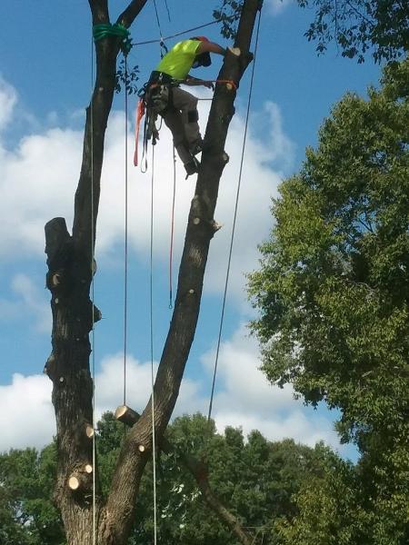 Sanders Tree Solutions
