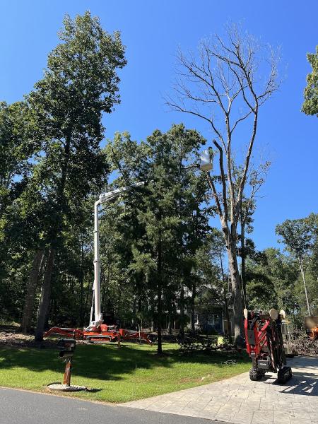Sanders Tree Solutions