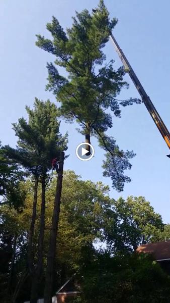 La's Quality Tree Service
