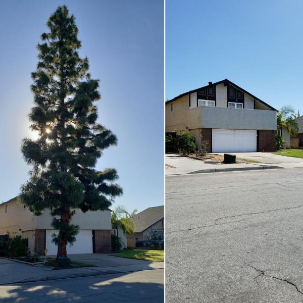 A's Tree Service
