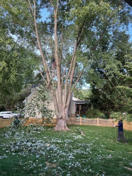 ADM Tree Services