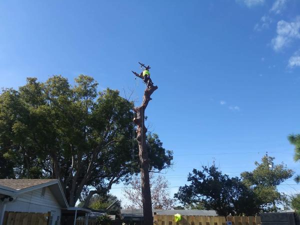 Nick's Tree Service