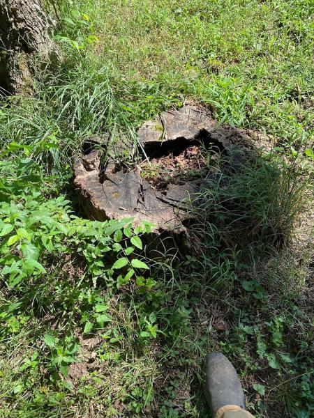 Key Stump Grinding