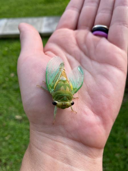 Spartan Pest Service