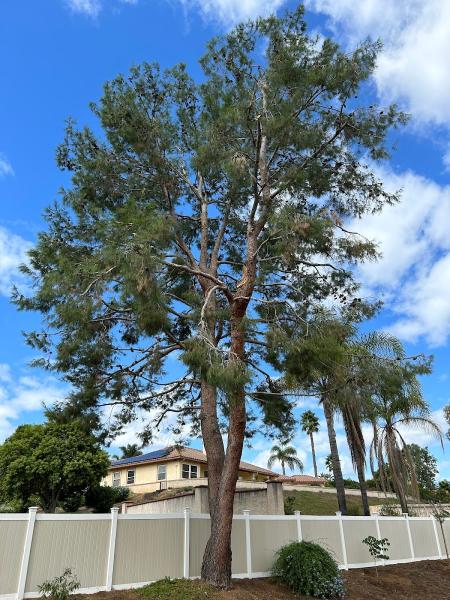 Tapia Tree Services