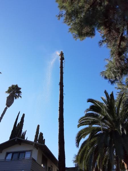 Tapia Tree Services