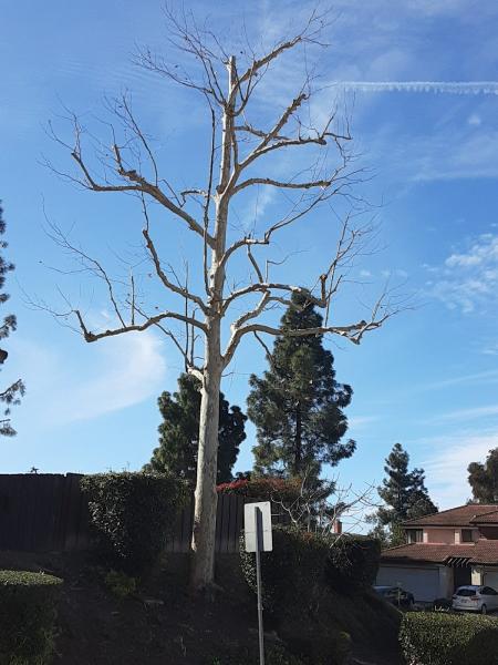 Tapia Tree Services
