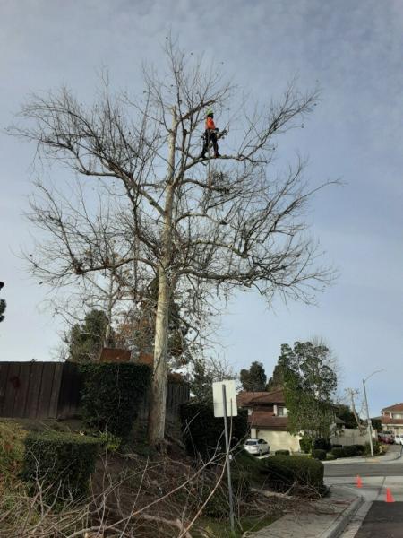 Tapia Tree Services