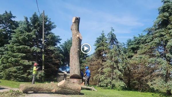 Beyer Enterprises Tree Service