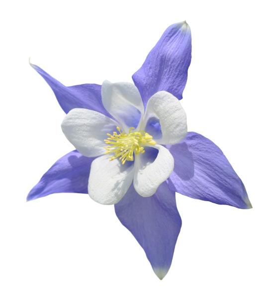 Columbine Kitchen & Bath