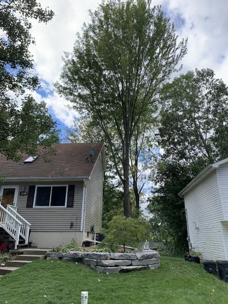 The Tree Meister LLC
