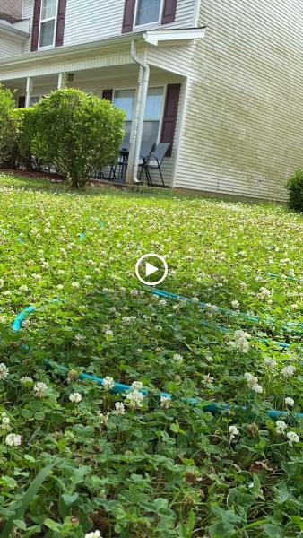 Bumblebee Pressure Washing
