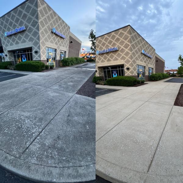Bumblebee Pressure Washing