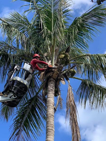 King Tree Management LLC