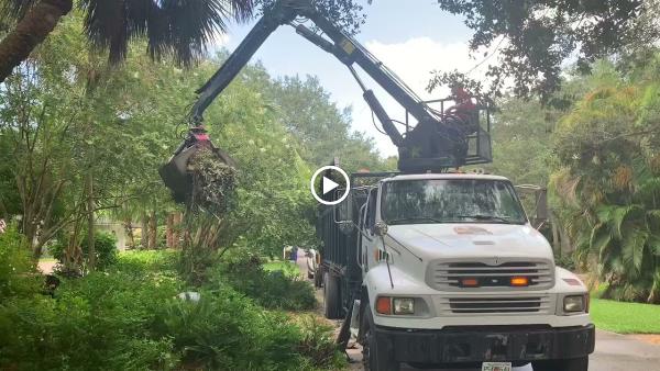 King Tree Management LLC
