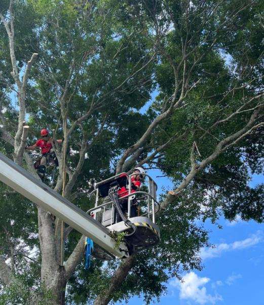 King Tree Management LLC