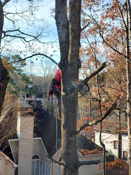 J'S Woodpecker Tree Service LLC