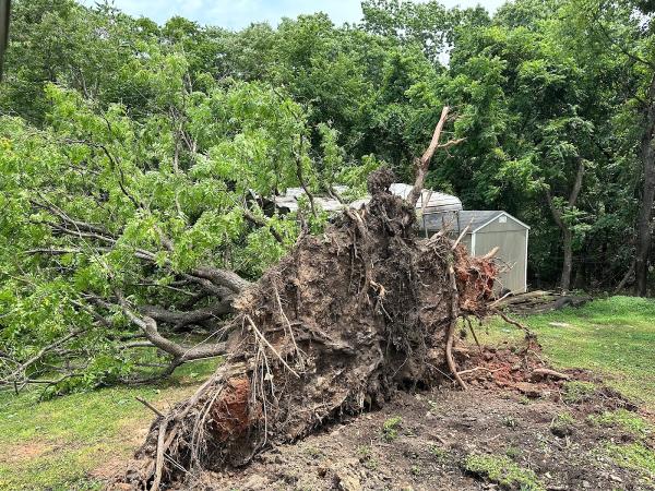 Ferro Felling Tree Service