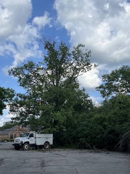 Coleman Lawn and Tree Services