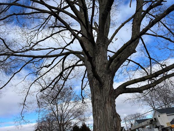 Coleman Lawn and Tree Services