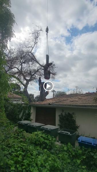 White Valley Tree Services