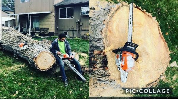 DSI Tree Service