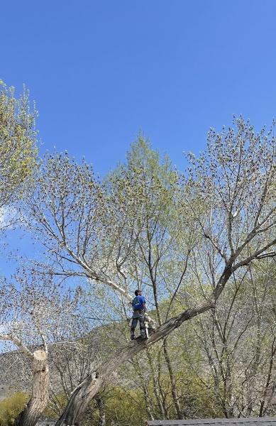 DSI Tree Service