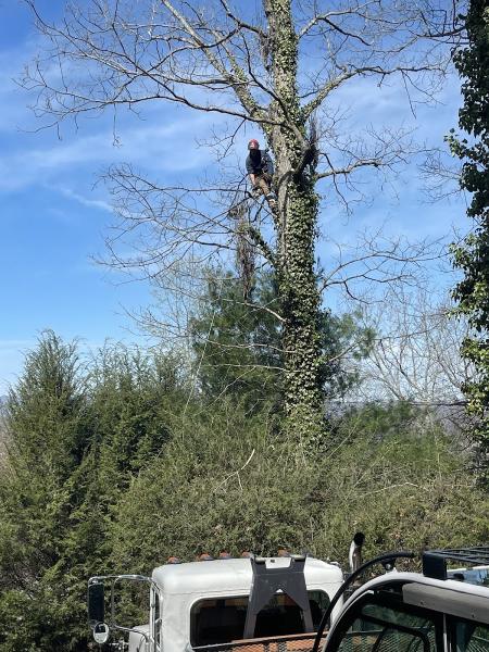 Holbert's Tree Service