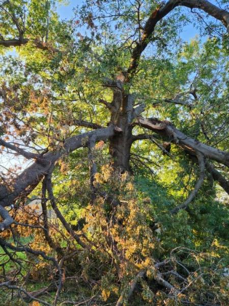 C&F Tree Care LLC