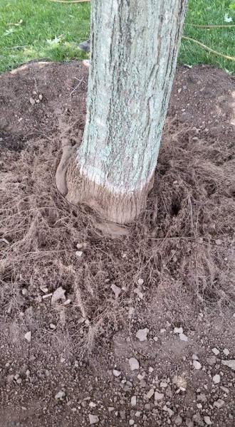 Bolder Quality Tree Care