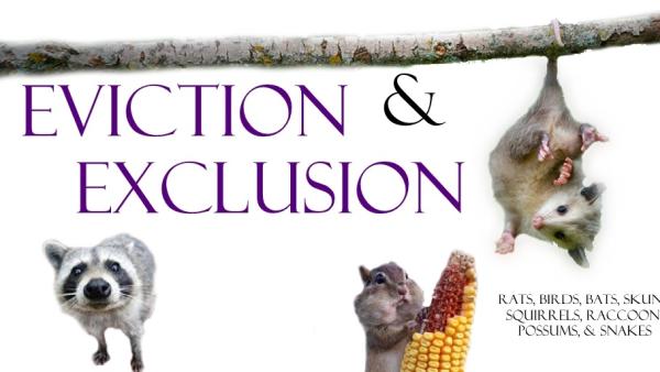The Pied Piper Wildlife Control