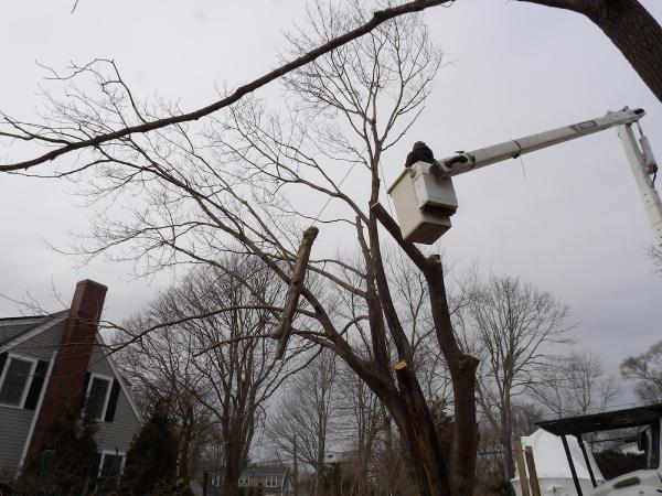 Mike & Mike's Tree Service
