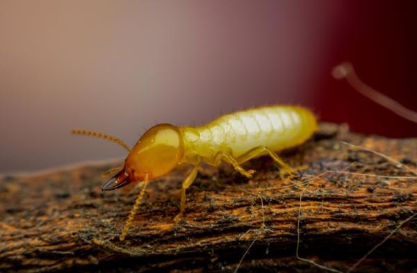 The Bug's End Pest Control