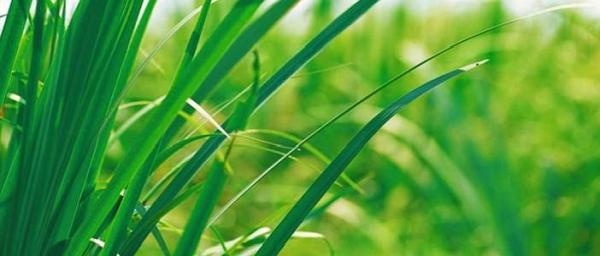 Service Specialists Lawn & Landscaping