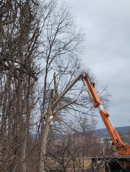 Alexander Tree Service