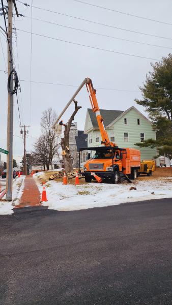 Alexander Tree Service