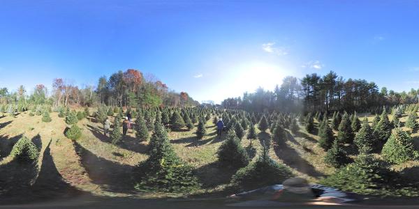 Mockingbird Hill Tree Services