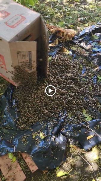 Queenb Live Bee Removal
