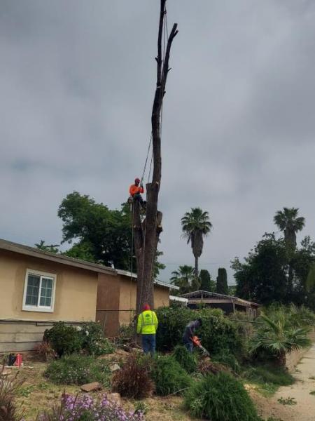 Francisco Garcia Landscaping and Tree Service