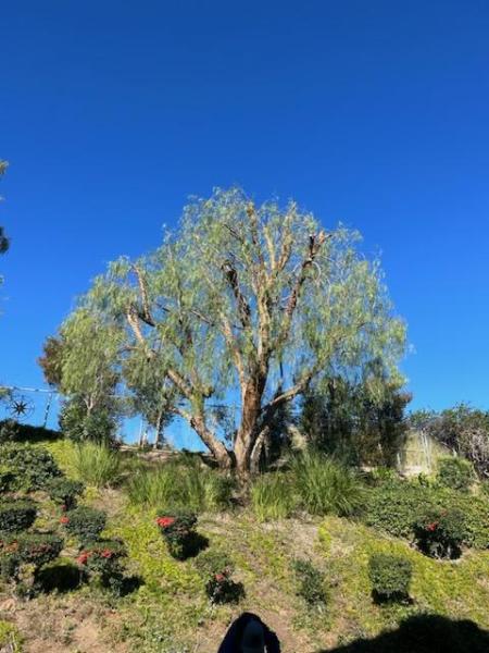 Francisco Garcia Landscaping and Tree Service