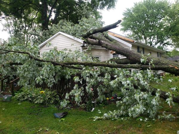 BAM Tree Service