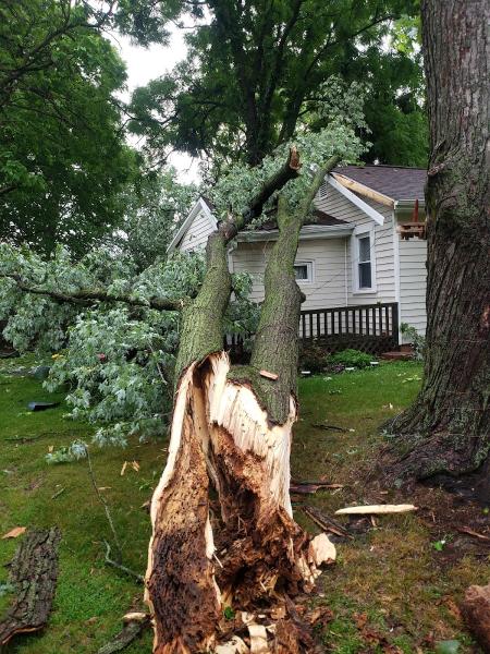 BAM Tree Service