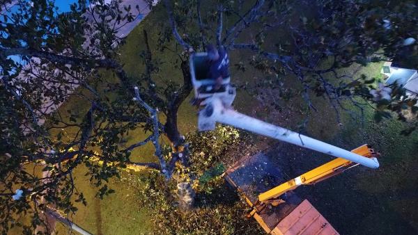 C D Tree Service