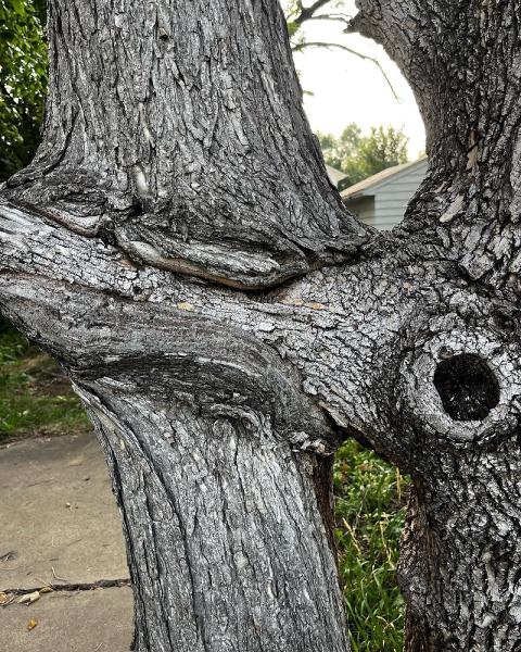 Bratt Tree Company