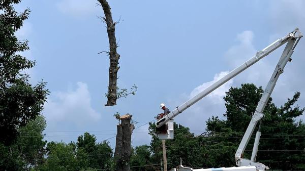 Dittmer Tree Service